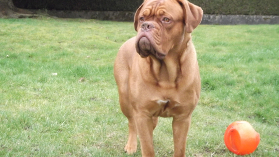 voici mon chien Lancelot dogue de bordeaux que j'éduque.