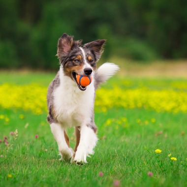 Playful Pups North East Manchester