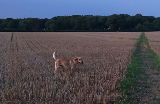 Ben enjoying his run in the fields.