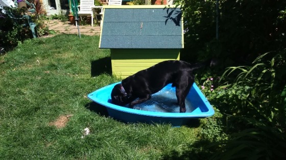 Bentley cooling off after his walk.
