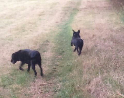 Tank and Rex having a run.