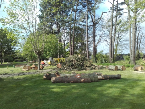 remise en valeur du patrimoine arboré 