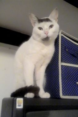 Chiqui