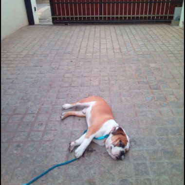 Dog Trainer Nitish