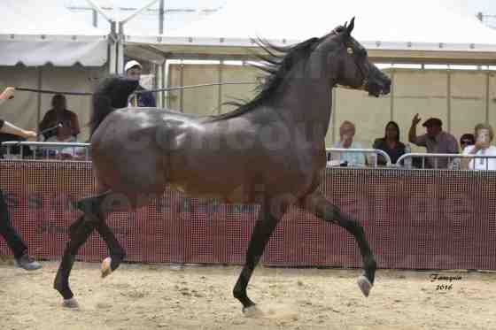 étalon EKS ALIHANDRO gagnant du Show international de MENTON 2016.