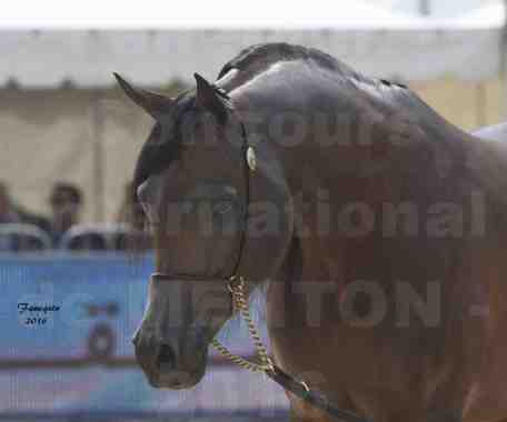 portrait de l'étalon EKS ALIHANDRO lors du Show international de MENTON 2016