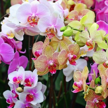 Orquidea Flores
