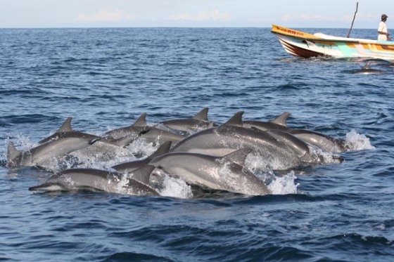 Dolphin Watching Tours