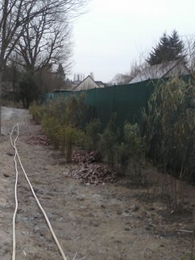 plantation bambou fin  