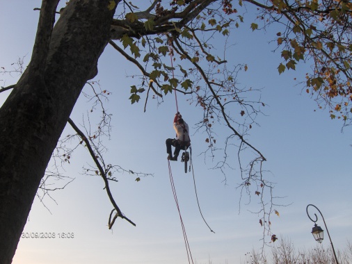 Accès du grimpeur dans l'arbre