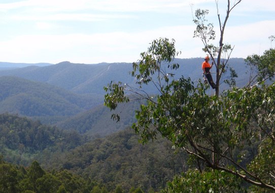 Our team are qualified arborists and well trained in professional climbing techniques.