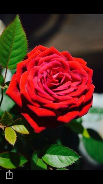 Rose de mon jardin, Juin 2016