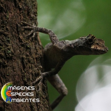 Imágenes Especies Ambientes