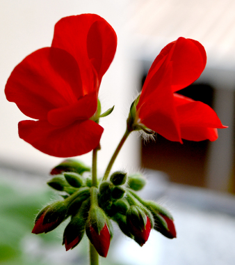 Macro