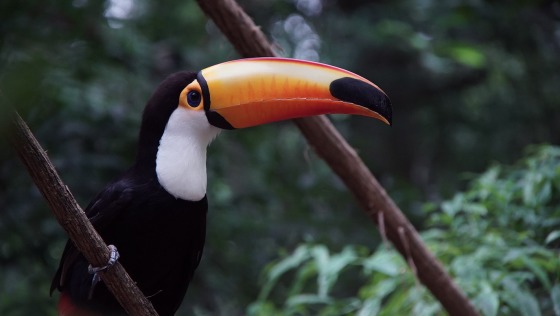 Iguazú 1
