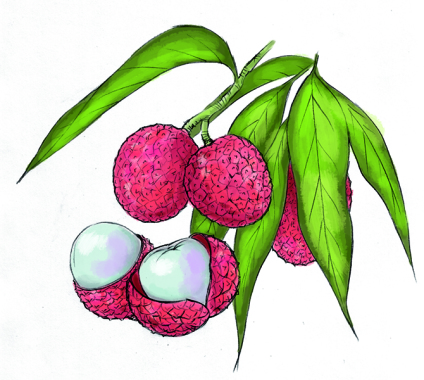 Illustration de type botanique réaliste, crayon et palette graphique