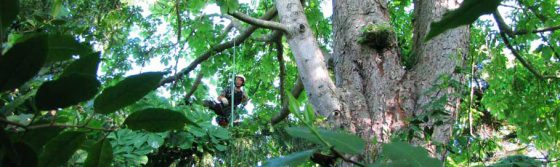 entreprise d'élagage Essonne 91 - élagueur spécialiste grands arbres