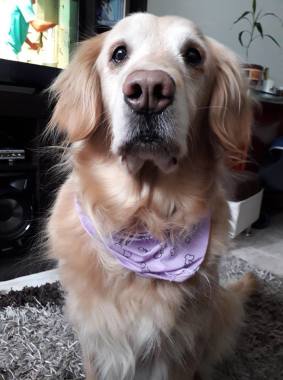 Bienvenidos a su nuevo portal veterinario! Resuelve tus dudas aqui! Estoy para ayudarte. Ella es Malú mi peludita Golden retriever y asi como ella se encuentra en perfecto estado de salud Deseo que tu peludito tambien lo este.