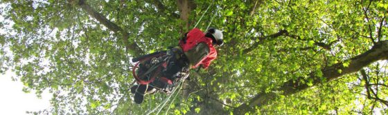 entreprise d'élagage Essonne 91 - élagueur grimpe d'arbre