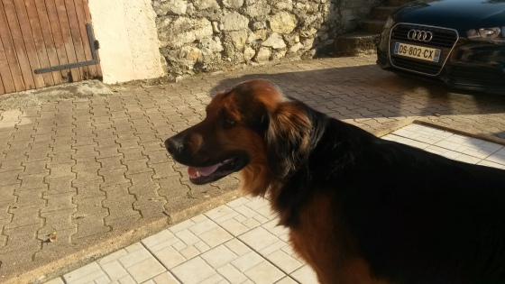 hadji chien que je garde à l'année
