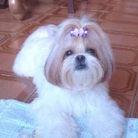 Clínica Veterinária Santa Clara 