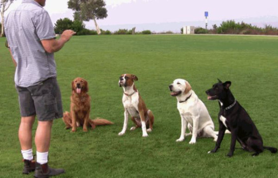 Professional Dog Trainers