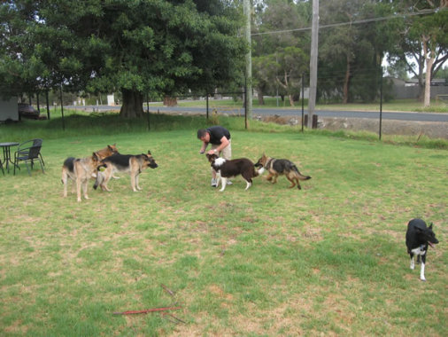 Dog Trainers Perth