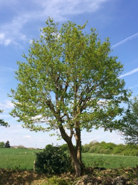 Taille de sélection sur ancienne coupe, remise en structure de l arbre.