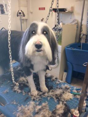 Swiffette bearded collie demélage bain et taille de la robe et des pattes car elle reste dehors tout le temps et se salit moins avec cette coupe
