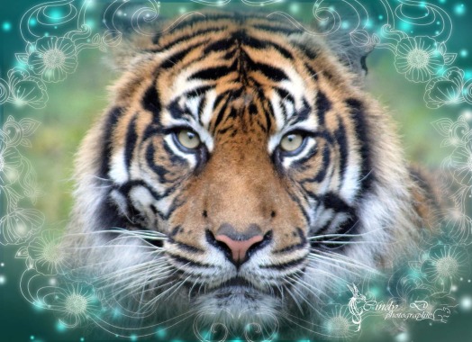 Exemple de montage-photo.