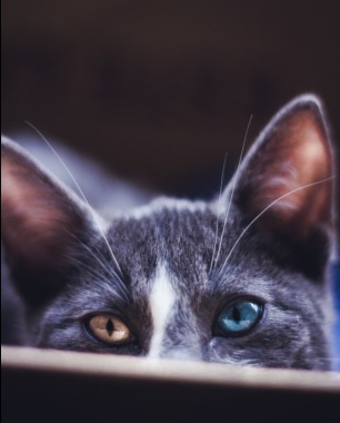 My cat!