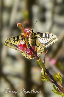Farfalla