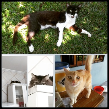 Petssiter cuidados a domicílio. Seu pet no conforto do seu lar.