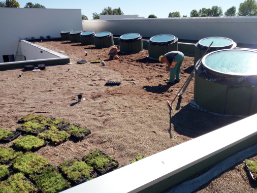 Realizzazione tetto verde con piantine di sedum
