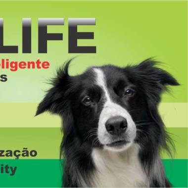 Dog Life