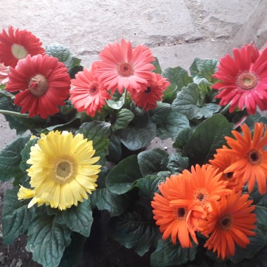 Flor Primaveral Eirl