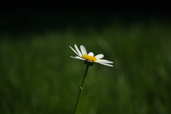 Flower.