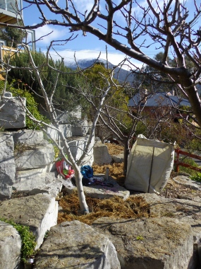 Pruning and care of fruit trees and small fruit.
