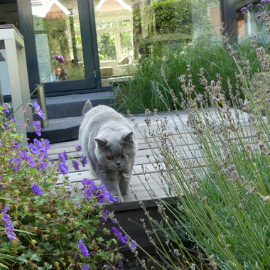 Lucie Nijsen Tuinvormgeving