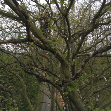 Arbor
