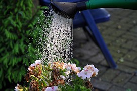 Elagage Service
