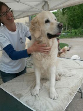 Massage de Ange, chien médiateur,11 ans