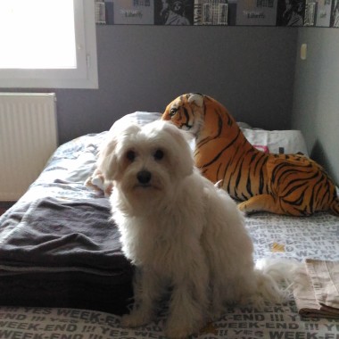Garde D'Animaux De Compagnie