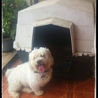 Guardería,Hotel De Mascotas