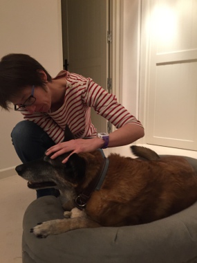 Massage de UV, ex chien policier, 13 ans