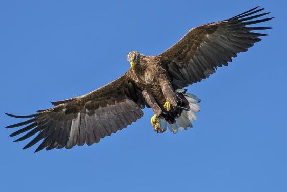EL AGUILA (LIBERTAD)