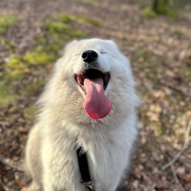 Dog’ Educ 56