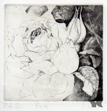 Rosa incisione.png