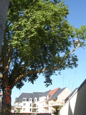Suppression d'un branche charpentière