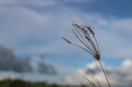 #nature live